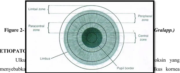 Figure 2-16 Topographic zones of the cornea, (Illustration  Christine Gralapp.) Gambar 5