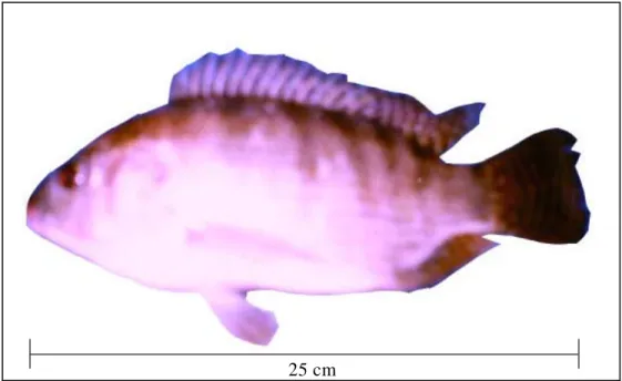 Gambar 2  Ikan Nila (Oreochromis niloticus) 