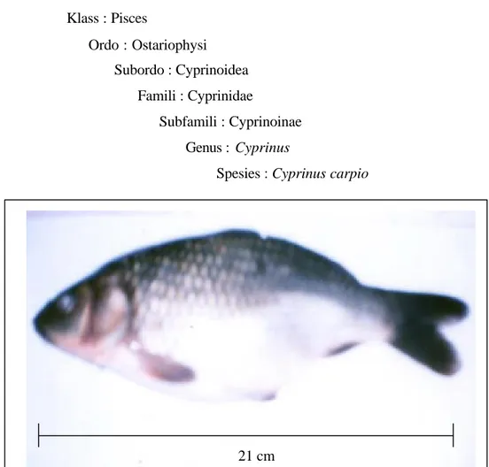 Gambar 3  Ikan Mas (Cyprinus carpio) 