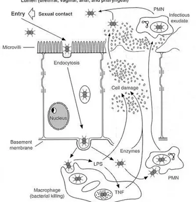 Gambar 2. Patogenesis gonore 16