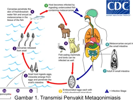 Gambar 1. Transmisi Penyakit Metagonimiasis