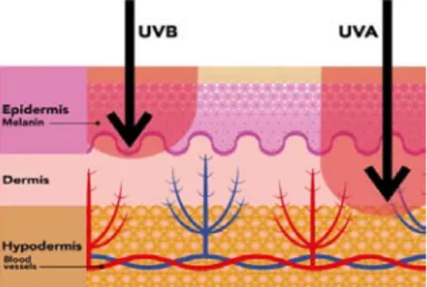 Gambar 2.3 Penetrasi Sinar UV terhadap kulit (www.sante.gouv.qc.ca ) .  Radiasi UV yang  berperan dalam kesehatan manusia terdiri dari UVA dan  UVB