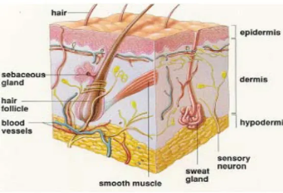 Gambar 2.1. Anatomi kulit (source: www.STFranciscare.org). 