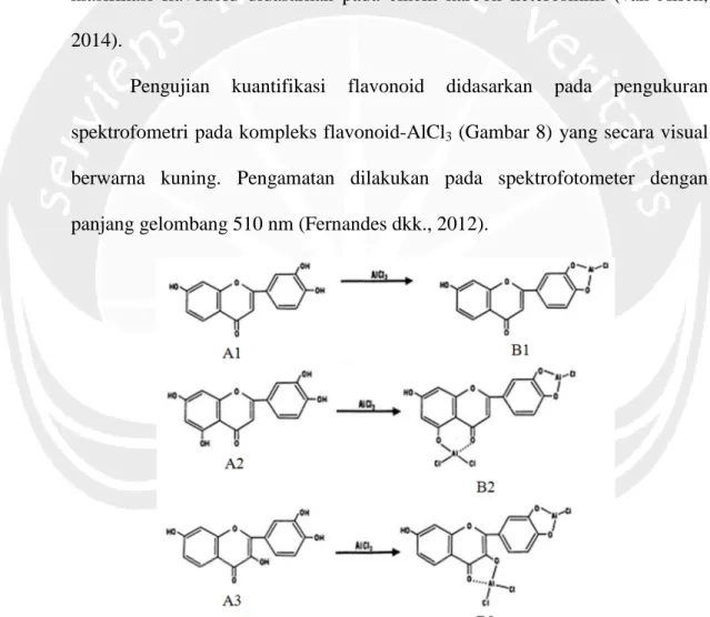 Gambar 8. Reaksi Flavonoid dengan AlCl 3 . Keterangan: A1-A3 adalah varian flavonoid, B1-B3 adalah varian kompleks flavonoid-Al(III) yang berwarna kuning (Sumber: Mabri dkk., 1970)