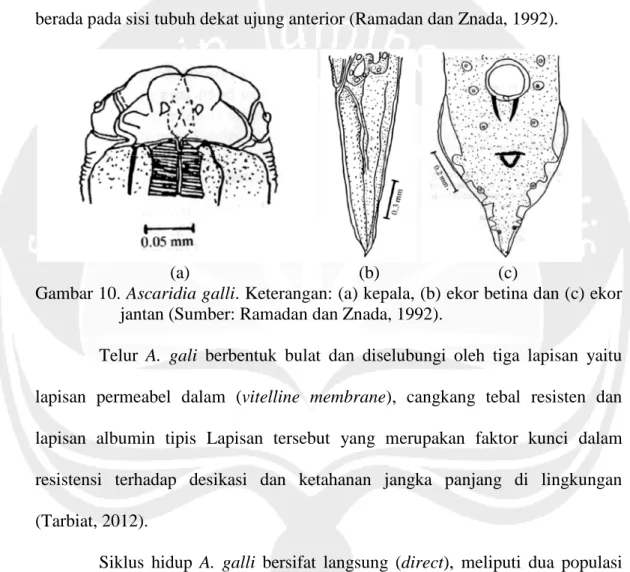 Gambar 10. Ascaridia galli. Keterangan: (a) kepala, (b) ekor betina dan (c) ekor jantan (Sumber: Ramadan dan Znada, 1992).