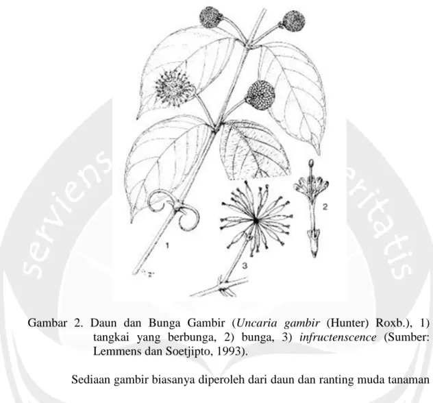 Gambar 2. Daun dan Bunga Gambir (Uncaria gambir (Hunter) Roxb.), 1) tangkai yang berbunga, 2) bunga, 3) infructenscence (Sumber: