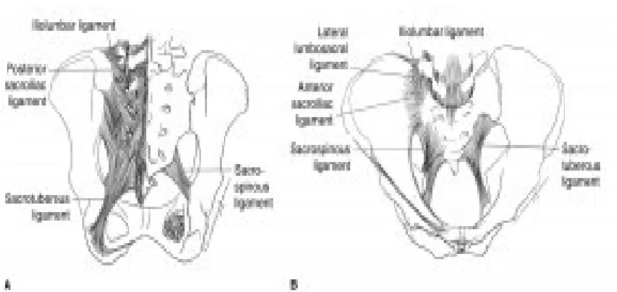Gambar 1. Pandangan posterior (A) dan anterior (B) dari ligamentum pelvis.