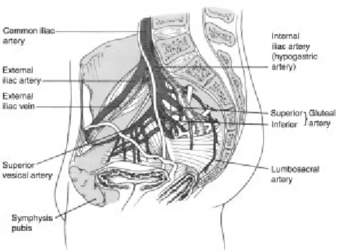 Gambar 2. Aspek internal pelvis yang memperlihatkan pembuluh darah mayor  yang terletak pada dinding dalam pelvis
