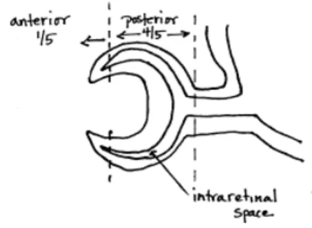 Gambar 3: divisi optic cup Perkembangan iris dan corpus ciliaris