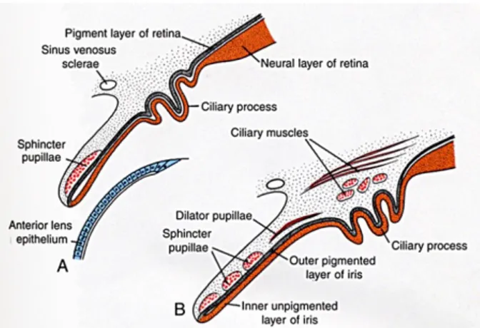 Gambar 4: perkembangan iris dan corpus ciliaris. Rim dari optic cup ditutupi oleh mesenkim, yang mana dilator papillae berkembang dari ectoderm.