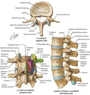 Gambar 1. Anatomi Lumbal Spinalis 