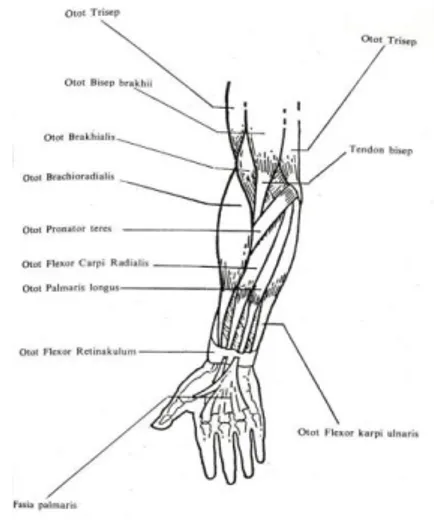 Gambar 8. : Otot Lengan 