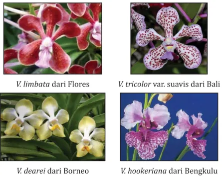 Gambar 1. Beberapa Spesies Anggrek Vanda
