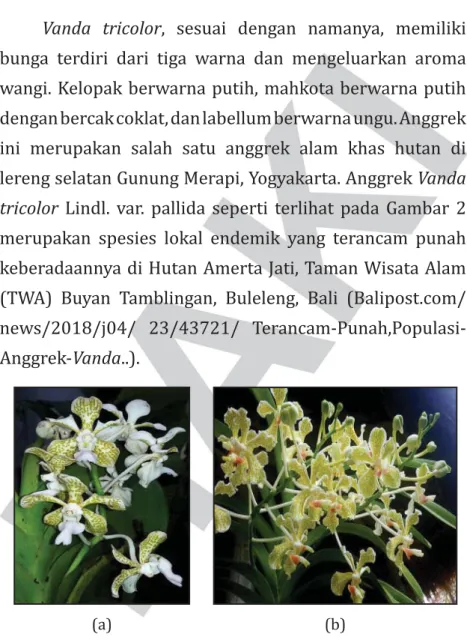 Gambar 2. Anggrek Vanda tricolor Lindl. var. pallida