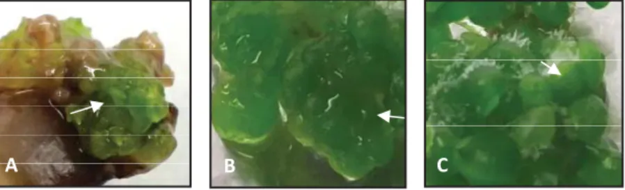 Gambar 3. Inisiasi kalus embriogenik dan pembentukan  embrio somatik Vanda tricolor Lindl