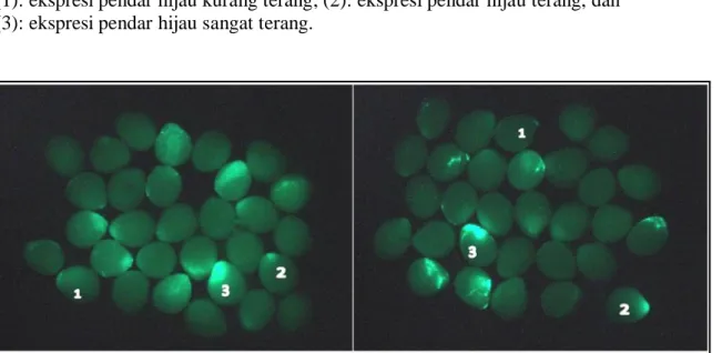 Tabel  2.  Persentase  Embrio  Mengekspresikan  Transgen  (PEMT)  dan  Tingkat  Ekspresi GFP pada Embrio Ikan Nila O.niloticus 