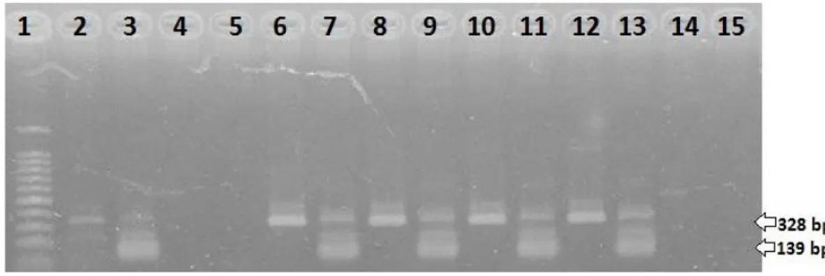 Gambar 3. Hasil nested RT-PCR pada Udang Vaname IMNV 