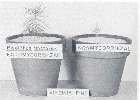 Gambar 7.13. Peningkatan pertumbuhan tanaman Pinus yang  bersimbiosis dengan cendawan membentuk ektomikoriza