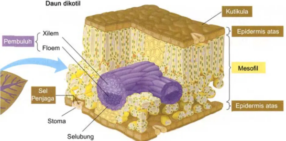 Gambar 8.5. Epidermis permukaan daun Zea mays. 