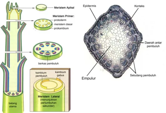 Gambar 8.14. Susunan batang utama tumbuhan dikotil dengan  penebalan sekunder (Cecie, 1996)