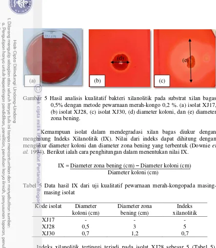 Gambar 5 Hasil analisis kualitatif bakteri xilanolitik pada substrat xilan bagas 