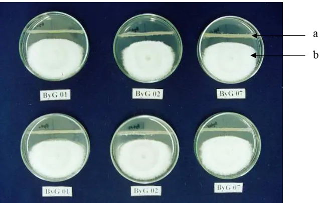 Gambar 2. Hasil uji bakteri terhadap Foc secara in vitro (a: bakteri antagonis        b: Foc)  