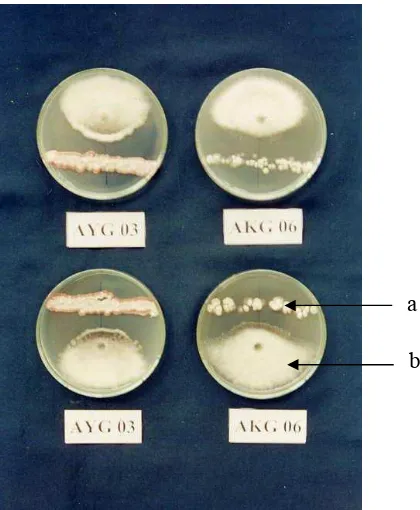 Gambar 3. Hasil uji aktinomiset terhadap Foc secara in vitro (a: aktinomiset antagonis, b: Foc)  