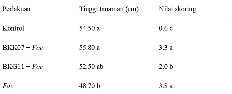 Tabel 3. Nilai rata-rata tinggi tanaman dan nilai skoring pisang pada uji in vivo 