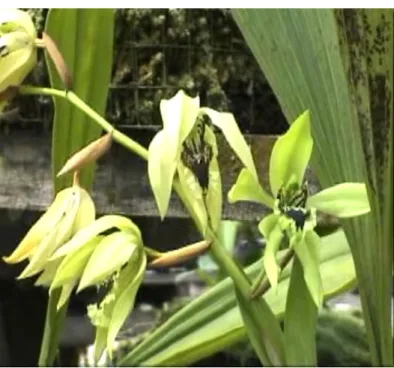 Figure 18. grey orchid; it is one of Kalimantan flora resources    