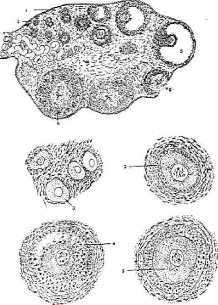 Gambar 2.5. Irisan Melintang Ovarium Pada Mamalia. 1. epitel kecambah,   2. oogonium, 3