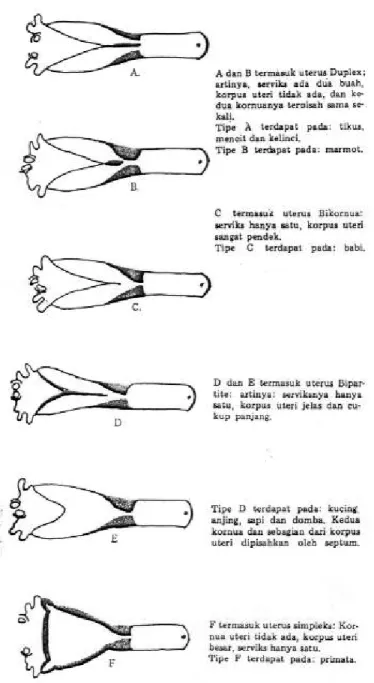 Gambar 2.6. Diagram Bentuk Uterus Pada Beberapa Hewan (Soebadi Partodihardjo, 1982)  