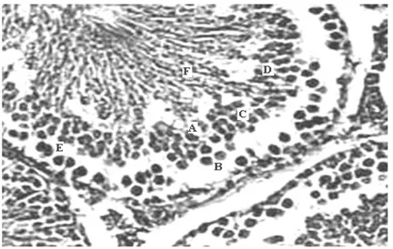 Gambar 2.3. Penampang lintang tubulus spermatikus  A. sel sertoli, B. Spermatogonium, C.Spermatosit I,  