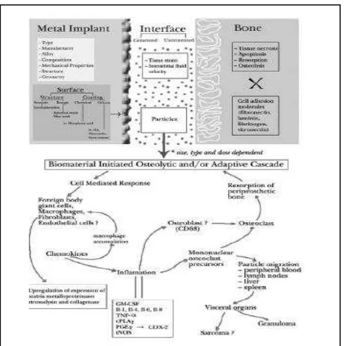Gambar 1.2, Reaksi jaringan terhadap implant dan biomaterial inisiasi osteolitik  (Hallab et al., 2004) 
