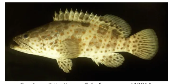 Gambar 2. Ikan Kerapu Macan (Epinephelus fuscoguttatus) 