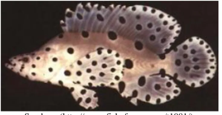 Gambar 1. Ikan Kerapu Bebek (Cromileptes activelis) 