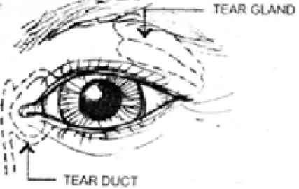 Gambar 3 Kelenjar air mata (tear gland) adalah kran; pembuluh air  mata (tear duck) adalah pengering