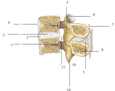 Gambar 2.4 Ligamen-ligamen Columna Vertebralis dilihat dari lateral          ( Putz  dan Pabst ,2006 ) 