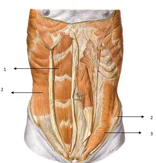 Gambar 2.5 Otot-otot perut, tampak depan                                   ( Putz  dan Pabst  )