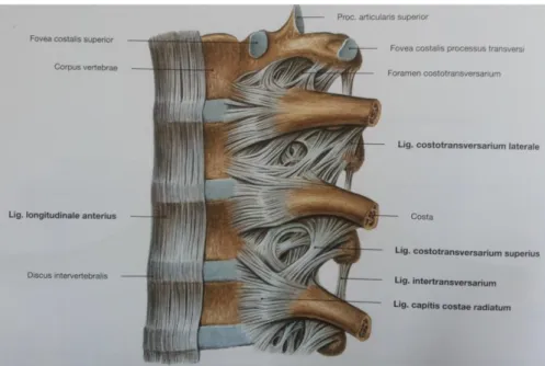 Gambar 2.5   ligament vertebra  (Putz dan Pabst, 2012)  c.  Sistem Otot 