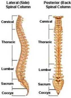 Gambar 2.2   Vertebra   (Eidelson, 2012) 