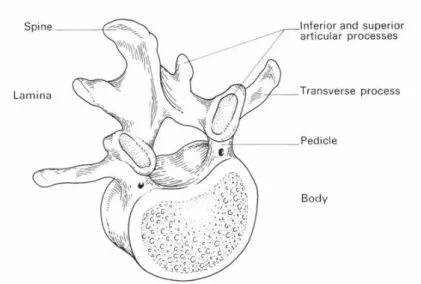 Gambar 2.3  Vertebra Lumbal 