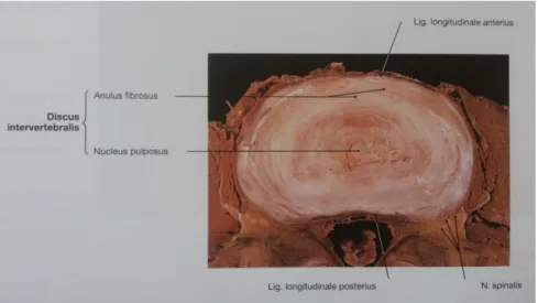 Gambar 2.4  Discus Intervertebralis  (Putz dan Pabst, 2012) 