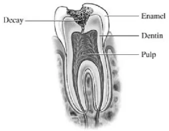 Gambar 2.1 Anatomi gigi  Sumber : Srigupta (2004)  2.  Fungsi gigi 