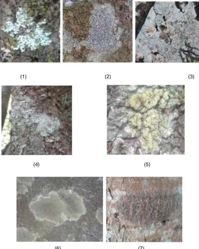 Gambar 1. Jenis-jenis liken yang ditemukan (1) Parmelia sulcata, (2) Haematomma  accolens, (3) Graphis sp, (4) Caloplaca chrysodeta, (5) Opegrapha atra, (6) Hafellia levieri, 