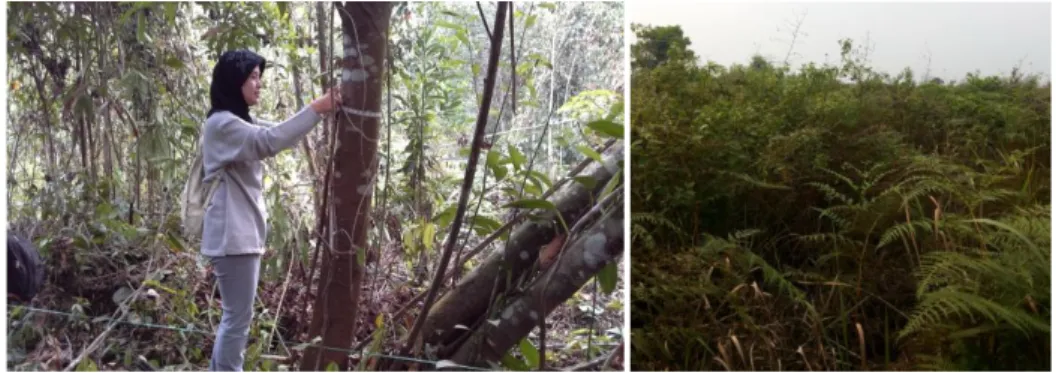 Gambar 1. Semak belukar di Riau (kiri) dan semak belukar di Kalbar (kanan)  Hasil  pengukuran  cadangan  karbon  pada  semak  belukar  Riau  menunjukkan   rata-rata  cadangan  karbon  di  lokasi  ini  adalah  61,4±34,5  t/ha  (Tabel  1)