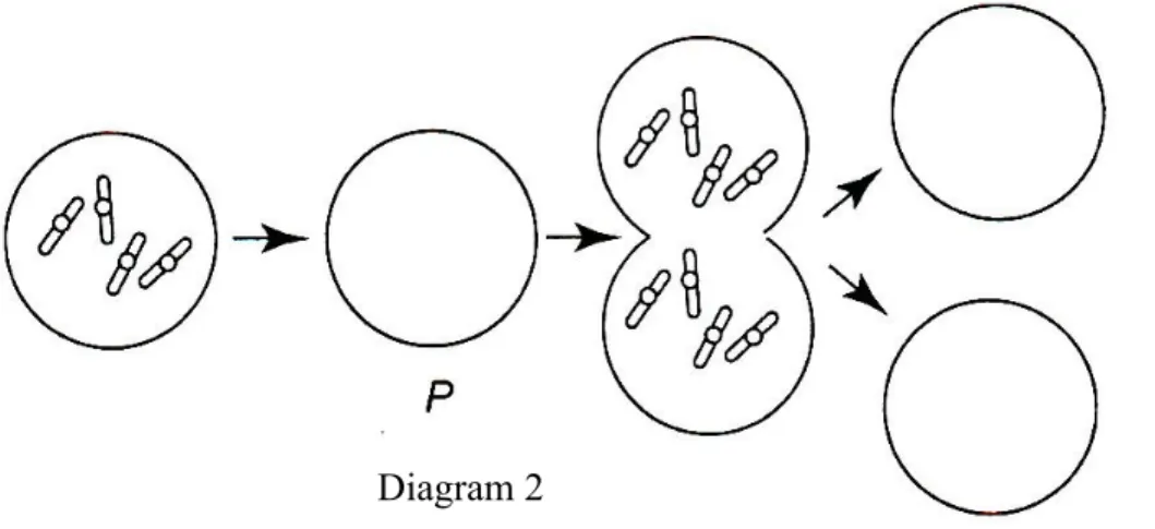 Gambar rajah 2 menunjukkan proses mitosis, yang berlaku di dalam satu organisma.