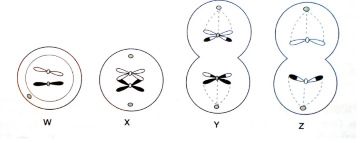 Diagram 5 (a) What is the type of cell division shown above?     