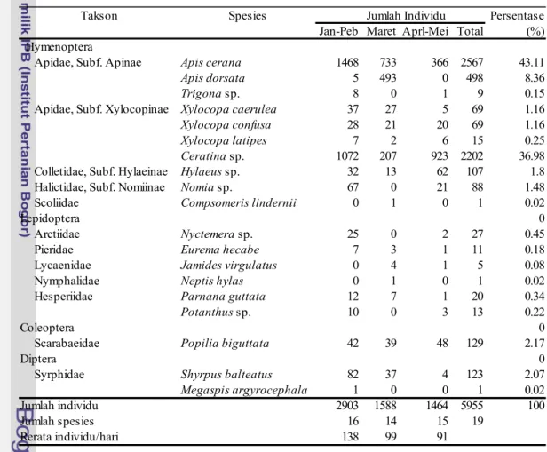 Tabel 3  Spesies dan jumlah individu serangga penyerbuk pada pertanaman caisin.