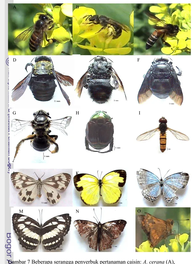 Gambar 7 Beberapa serangga penyerbuk pertanaman caisin: A. cerana (A),  Ceratina sp. (B), A