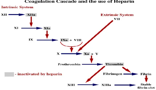 Gambar 4. Mekanisme kerja heparin 